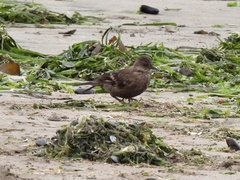 Cinclodes taczanowskii