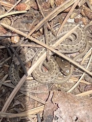 Thamnophis elegans vagrans