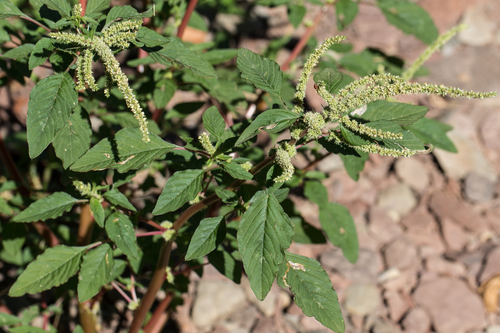 Spiny amaranth (Amaranthus spinosus)