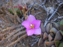 Anacampseros telephiastrum