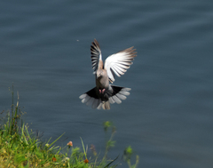 Streptopelia decaocto