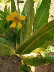 Wyethia arizonica