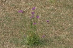 Centaurea scabiosa