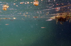 Ptychocheilus grandis