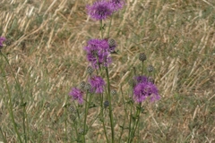 Centaurea scabiosa
