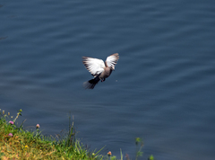 Streptopelia decaocto