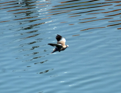 Streptopelia decaocto