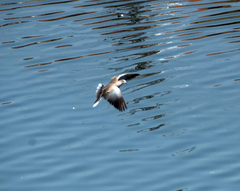 Streptopelia decaocto