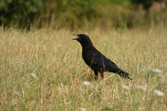 Corvus corone