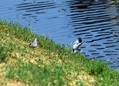Streptopelia decaocto