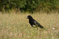 Corvus corone
