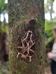 Phaegoptera histrionica
