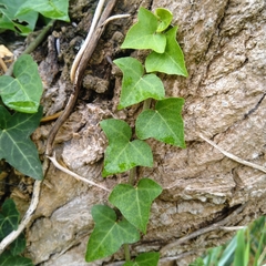 Hedera helix