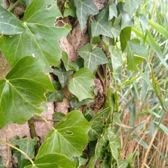 Hedera helix