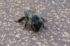 Apis mellifera