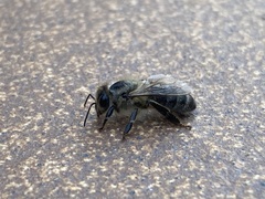 Apis mellifera