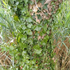 Hedera helix