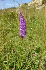 Gymnadenia densiflora
