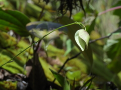 Utricularia unifolia