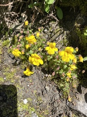 Erythranthe caespitosa