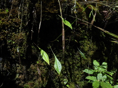 Utricularia unifolia