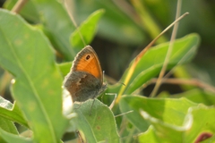 Coenonympha pamphilus