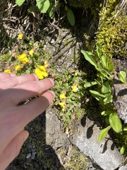 Erythranthe caespitosa