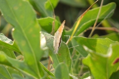Coenonympha pamphilus