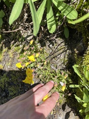 Erythranthe caespitosa