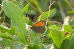 Coenonympha pamphilus