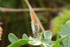 Coenonympha pamphilus