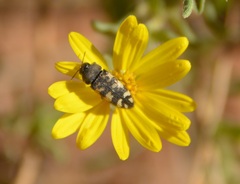Acmaeodera diffusa