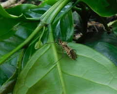 Zelus janus