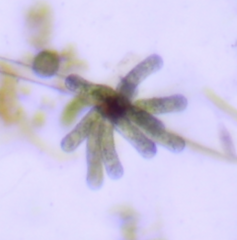 Ophiocytium arbuscula