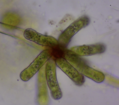 Ophiocytium arbuscula