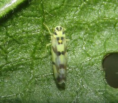 Eupteryx atropunctata