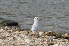 Chroicocephalus ridibundus