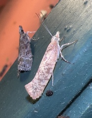 Ypsolopha cervella