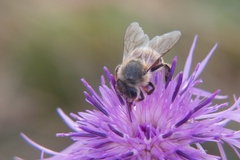 Apis mellifera