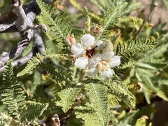 Chamaebatiaria millefolium