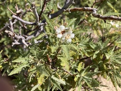 Chamaebatiaria millefolium