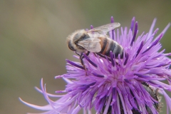 Apis mellifera