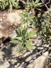 Chamaebatiaria millefolium
