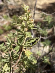 Chamaebatiaria millefolium