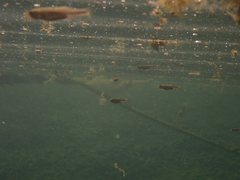 Ptychocheilus grandis