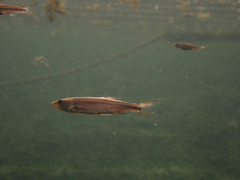 Ptychocheilus grandis
