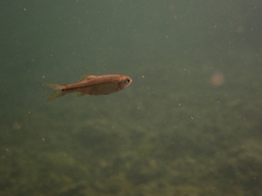 Ptychocheilus grandis