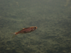 Ptychocheilus grandis