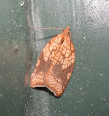 Acleris rhombana