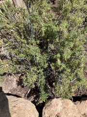 Chamaebatiaria millefolium